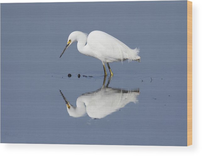 Ripples Wood Print featuring the photograph Ripples -- Snowy Egret at the Merced National Wildlife Refuge, California by Darin Volpe