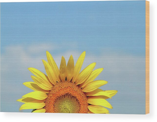 Sunflower Wood Print featuring the photograph Rising Sun by Lens Art Photography By Larry Trager