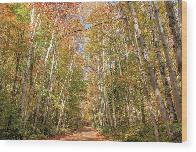 Michigan Wood Print featuring the photograph Road to the Trailhead by Robert Carter