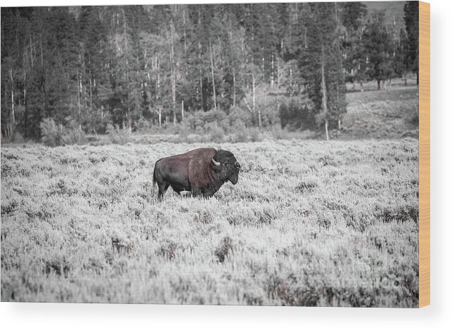 Wildlife Wood Print featuring the photograph Roam Free by Dheeraj Mutha