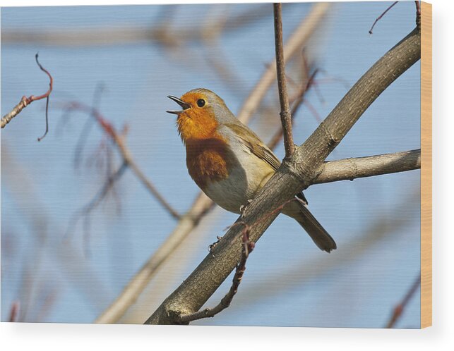 One Animal Wood Print featuring the photograph Robin Erithacus rubecula, singing, Norfolk by Mike Powles