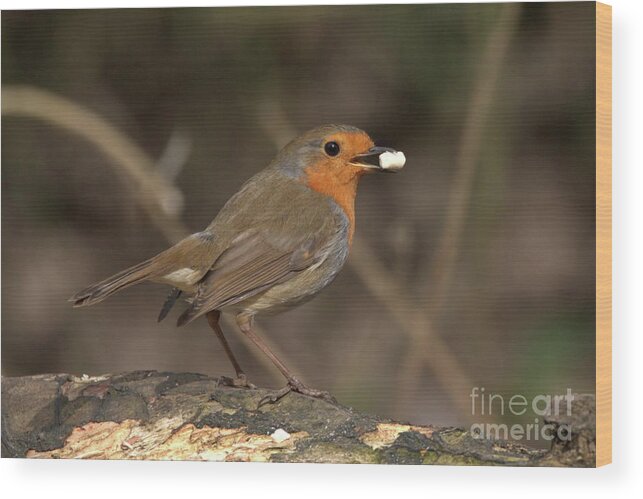 Bird Wood Print featuring the photograph Robin feeding by Stephen Melia