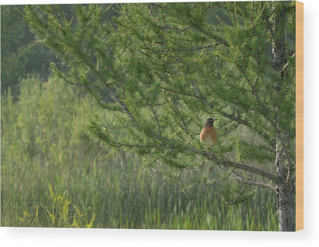 Bird Wood Print featuring the photograph Robin In A Larch Tree by Phil And Karen Rispin
