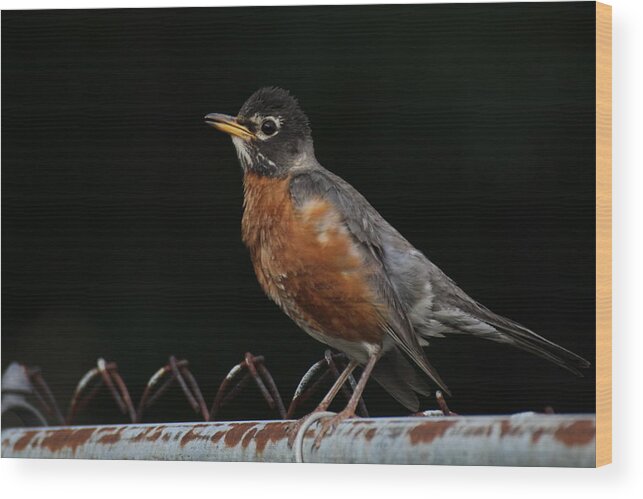 Robin Wood Print featuring the photograph Robin On Rusty A Fence by Demetrai Johnson