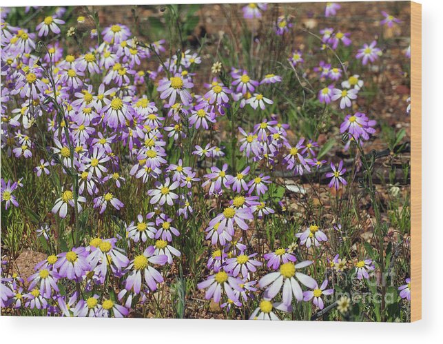 Wildflowers Wood Print featuring the photograph Roebuckiella Ciliocarpa by Elaine Teague