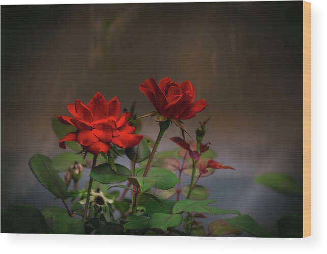 Art Wood Print featuring the photograph Romantic Red Roses by Heather Bettis