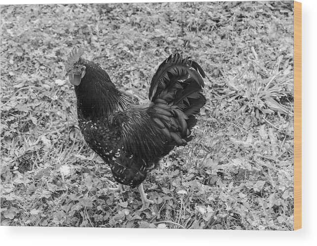 Rooster Wood Print featuring the photograph Rooster BW by Cathy Anderson