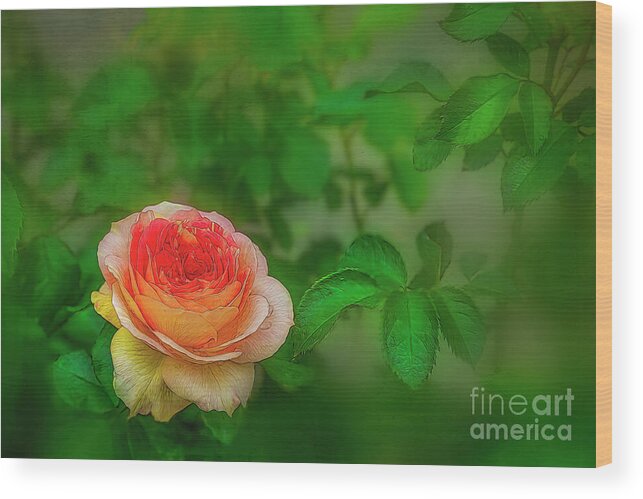Rose Wood Print featuring the photograph Rose Among the Thorns by Shelia Hunt