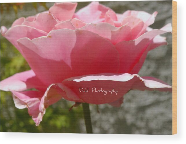  Wood Print featuring the photograph Rose by Kristy Urain