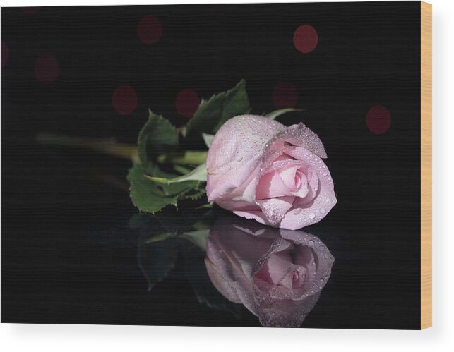 Rose Pose Flower Studio Reflection Water Dew Drop Drops Bokeh Floral Staging Botany Wood Print featuring the photograph Rose Pose by Brian Hale