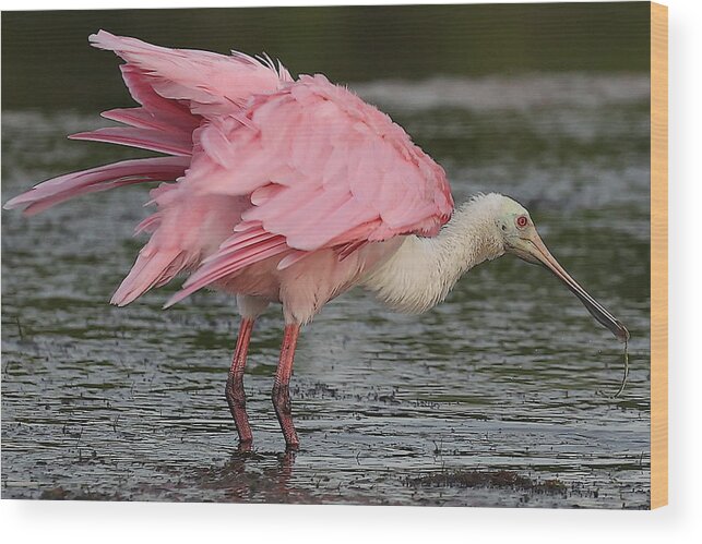 Roseate Spoonbill Wood Print featuring the photograph Roseate Spoonbill 14 by Mingming Jiang