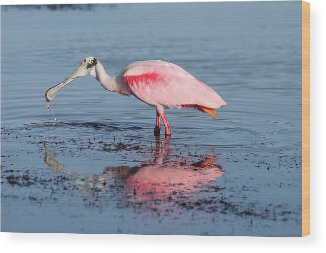 Roseate Spoonbill Wood Print featuring the photograph Roseate Spoonbill 15 by Mingming Jiang