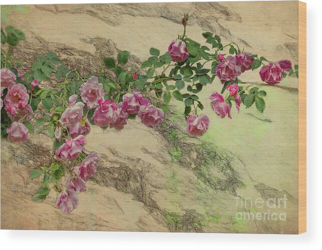 Roses Wood Print featuring the photograph Roses Branching Out by Elaine Teague