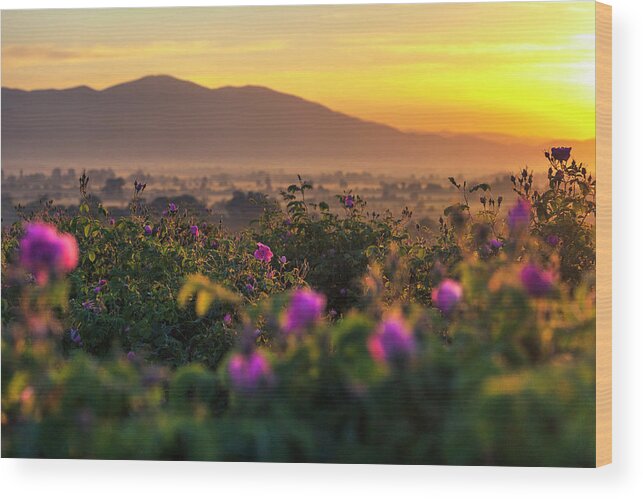 Bulgaria Wood Print featuring the photograph Roses Valley by Evgeni Dinev