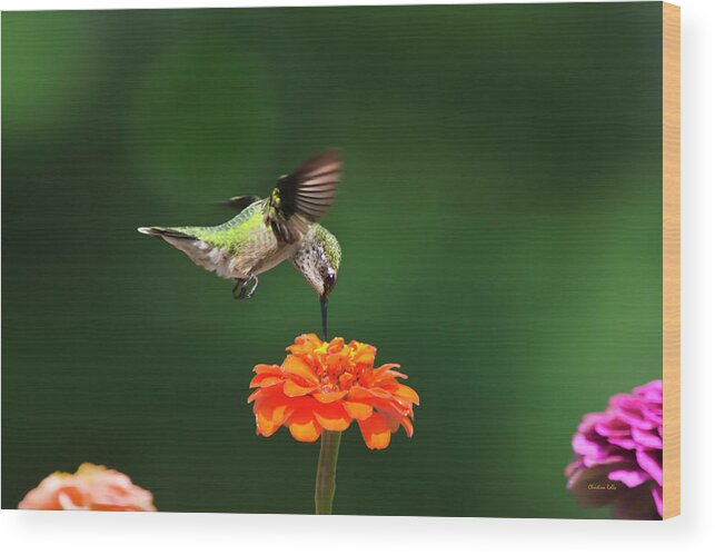 Hummingbird Wood Print featuring the photograph Ruby Throated Hummingbird Feeding On Orange Zinnia Flower by Christina Rollo