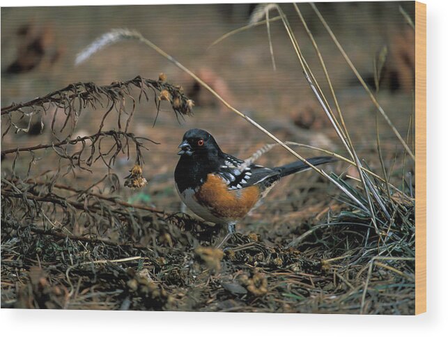 Rufous-sided Towhee Wood Print featuring the photograph Rufous-sided Towhee Evening Walk by Santa Fe