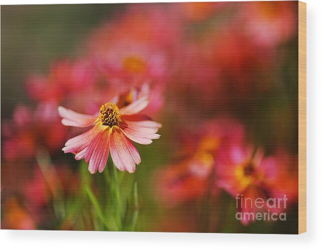 Tickseed Wood Print featuring the photograph Rum Punch Plant Warmth Coreopsis by Joy Watson