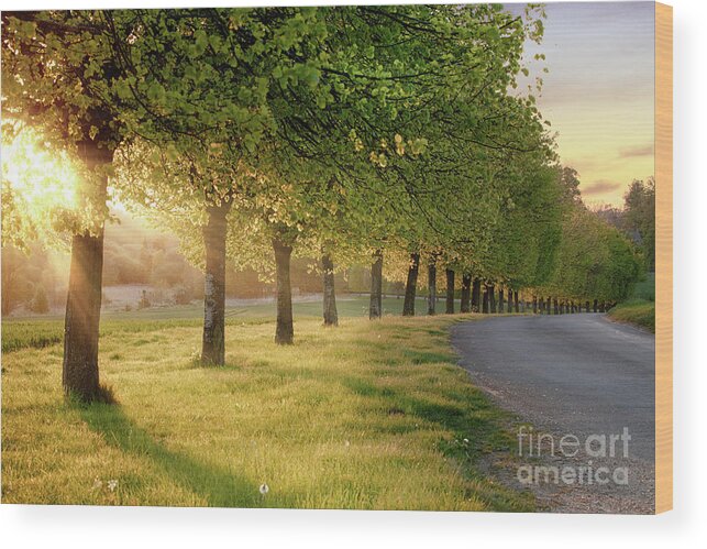 Road Wood Print featuring the photograph Rural road lined with trees at sunset by Simon Bratt