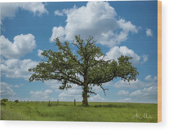 Canon 5d Wood Print featuring the photograph Rushford tree on 43 - II by Al Mueller