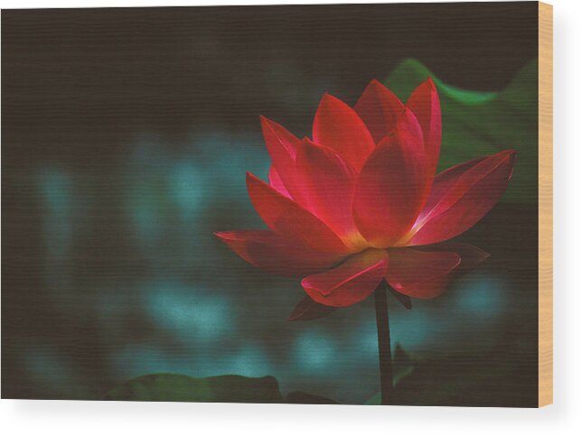 Copyright Elixir Images Wood Print featuring the photograph Sacred Lotus by Santa Fe