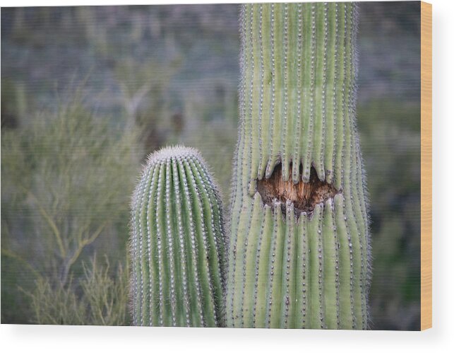 Saguaro Wood Print featuring the photograph Saguaro Smile by Bonny Puckett