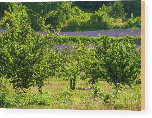 Provence Wood Print featuring the photograph Saignon Fruit Trees and Lavender by Bob Phillips