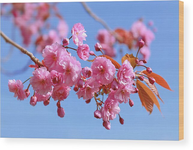Pink Blossom Wood Print featuring the photograph Sakura in a blue sky by Maria Meester