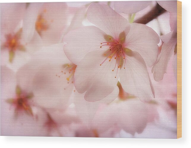 Cherry Blossoms Wood Print featuring the photograph Sakura by Susan Rissi Tregoning