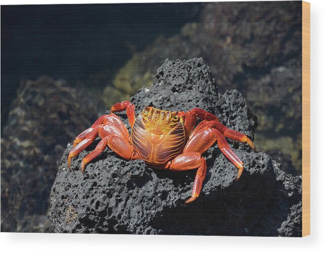 Republic Of Ecuador Wood Print featuring the photograph Sally Lightfoot crab, Grapsus grapsus, Santa Cruz Island, Galapagos Islands, Ecuador by Kevin Oke