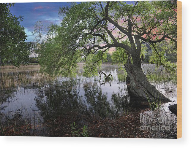 Salt Marsh Wood Print featuring the photograph Salt Marsh - Sunset - Live Oak Tree by Dale Powell