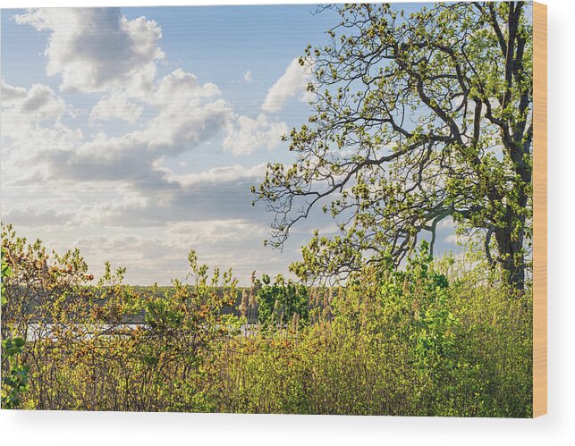 Hickory Tree Wood Print featuring the photograph Saltmarsh and Hickory Tree in Spring by Marianne Campolongo