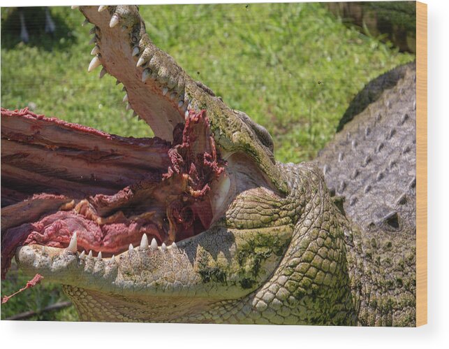 Saltwater Wood Print featuring the photograph Saltwater Crocodile Eating by Carolyn Hutchins