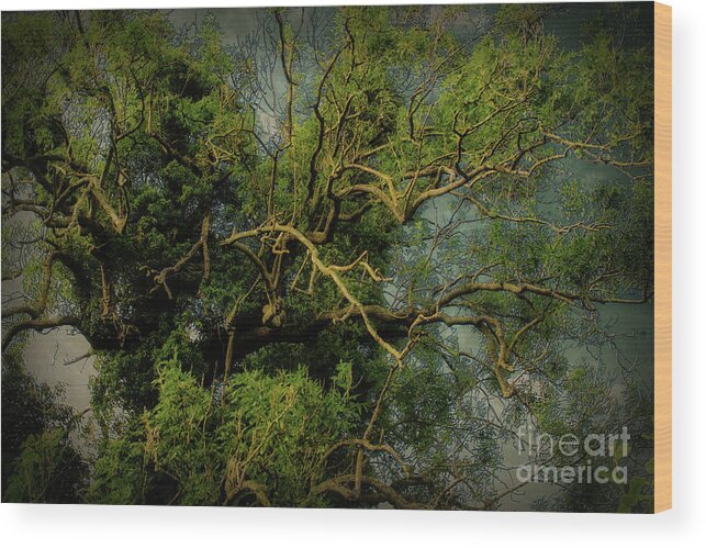 Creepy Wood Print featuring the photograph Sanctuary - Study II by Doc Braham