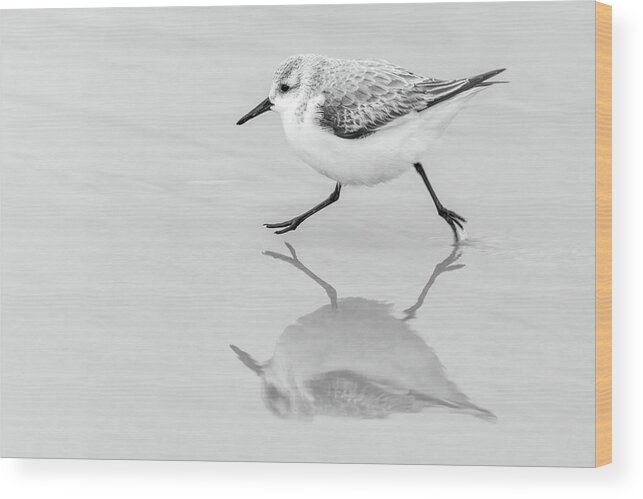 Calidris Alba Wood Print featuring the photograph Sanderling Scurry by Dawn Currie