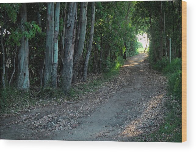 Forest Wood Print featuring the photograph Sao Lourenco Trail in Quinta do Lago by Angelo DeVal