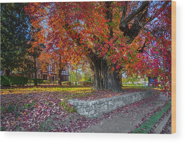 Kentucky Wood Print featuring the photograph Sassafras Tree II by Wendell Thompson
