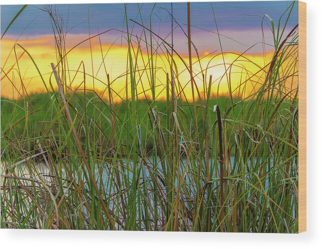 Sunset Wood Print featuring the photograph Sawgrass Sunset by Blair Damson