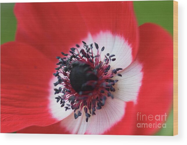 Flower Wood Print featuring the photograph Scarlet Anemone by Stephen Melia