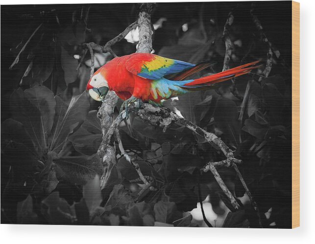 America Wood Print featuring the photograph Scarlet macaw in Costa Rican forest by Alexey Stiop