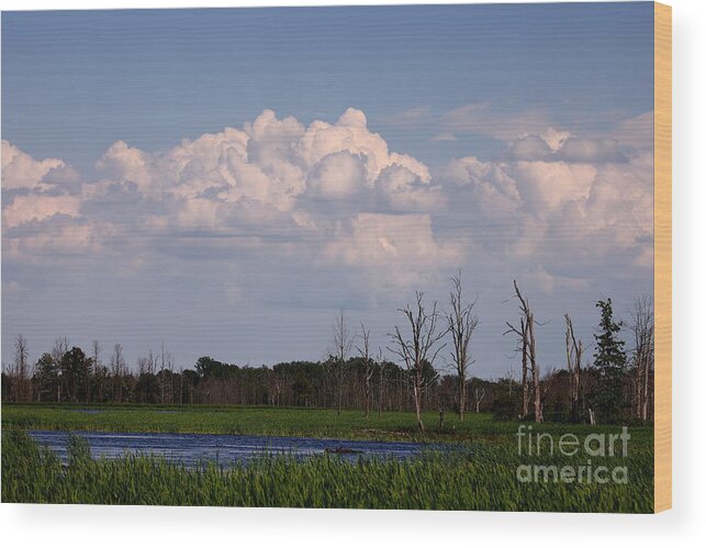 Iroquois Marshes Wood Print featuring the photograph Scenes from the Wildlife Area by Tony Lee