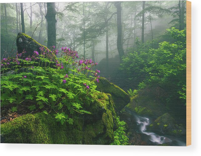 Geranium Wood Print featuring the photograph Scent of Spring by Evgeni Dinev