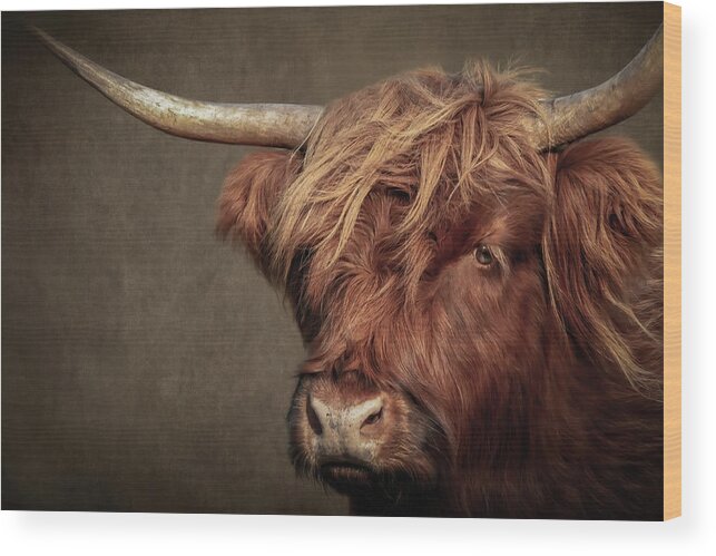 Scottish Highlander Wood Print featuring the digital art Scottish Highlander Portrait by Marjolein Van Middelkoop