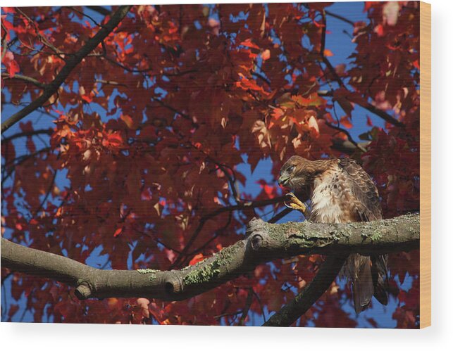 Hawk Wood Print featuring the photograph Scratching Hawk by Karol Livote