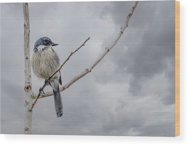 Jay Wood Print featuring the photograph Scrub Jay by Jerry Cahill