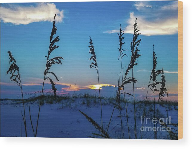 Sea Oats Wood Print featuring the photograph Sea Oats at Sunset by Beachtown Views