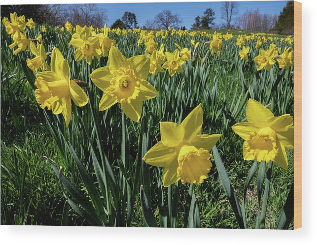 Spring Wood Print featuring the photograph Sea of Daffodils by Kevin Suttlehan
