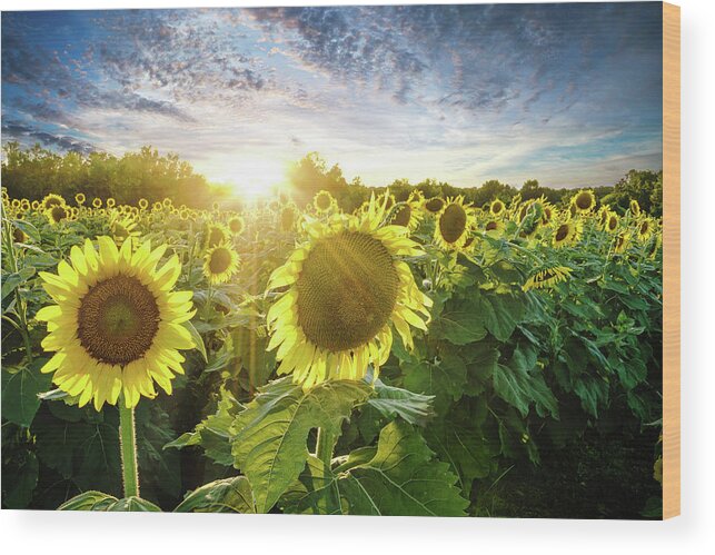 Sunflowers Wood Print featuring the photograph Sea of Sunshine by Randall Allen