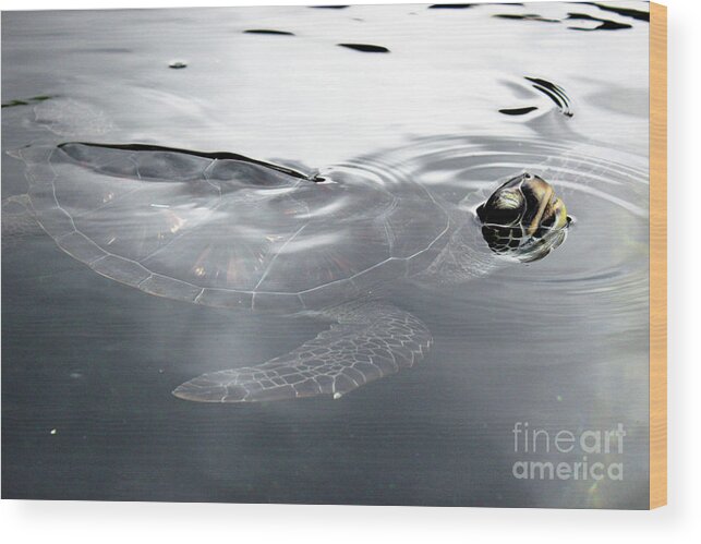 Maui Wood Print featuring the photograph Sea Turtle by Wilko van de Kamp Fine Photo Art