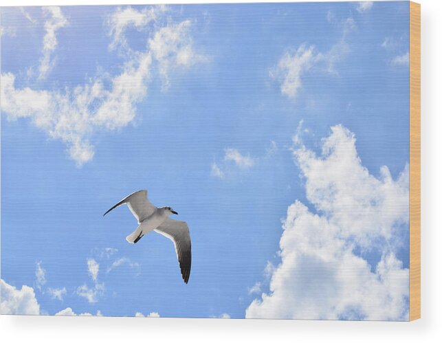 Bird Wood Print featuring the photograph Seagull bird Photo 145 by Lucie Dumas