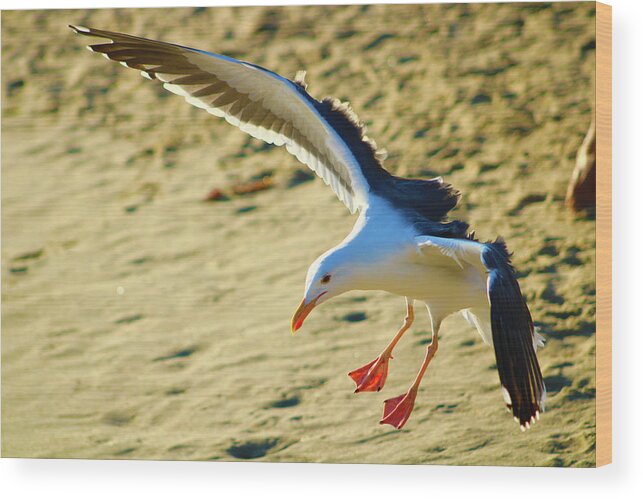 Birds Wood Print featuring the photograph Seagull in Motion by Marcus Jones